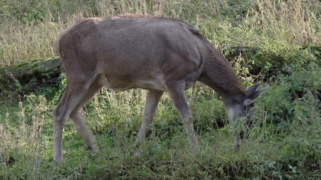 Female reindeer in the grass, Rangifer tarandus fennicus.