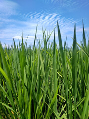 Obraz premium green grass and blue sky