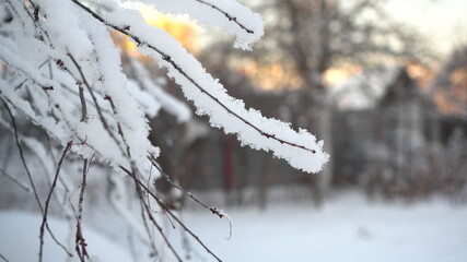 Frost on the branches of trees in winter closeup. Snow fell.