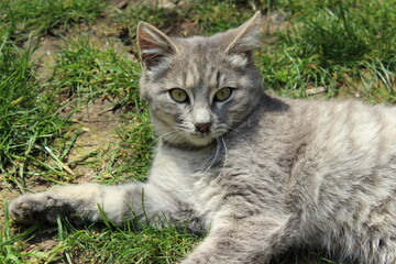 gray cat on grass