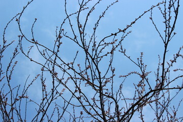 branches with buds against sky 