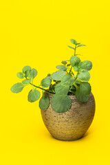 kalanchoe blossfeldiana 1