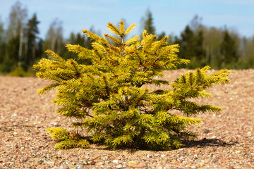 Natural reafforestation. Self-sown, self-seeding spruce undergrowth on a open stretch of ancient...