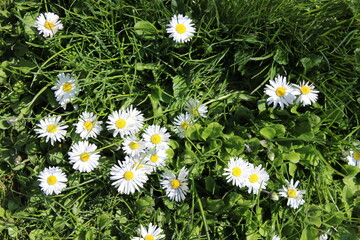 white and yellow daisies in the grass