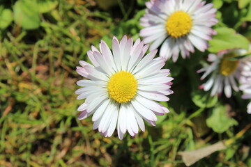 Obraz premium white and pink daisy flower in the grass