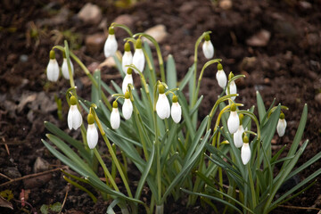 Snowdrop. The first spring flower growing from dry grass. The very first flowers in spring. White and small flowers