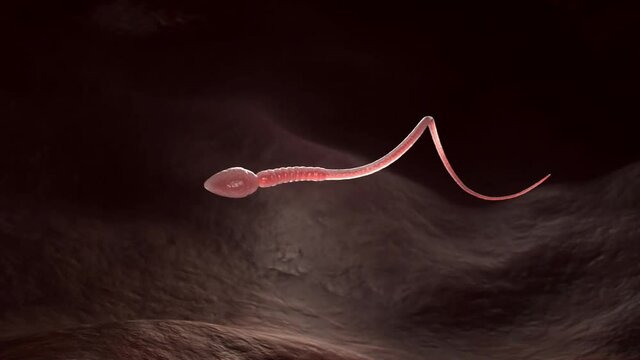 Single male sperm cell. Example of movement. 3D animation