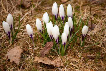 white crocus. The first spring flower growing from dry grass. The very first flowers in spring. White and small flowers