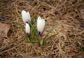 white crocus. The first spring flower growing from dry grass. The very first flowers in spring. White and small flowers