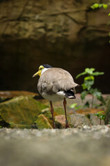 Obraz premium Leaving a Masked lapwing meeting with the other members of the paddock. Vanellus miles walks like the king of the jungle. Spur-winged plover in rocky terrain