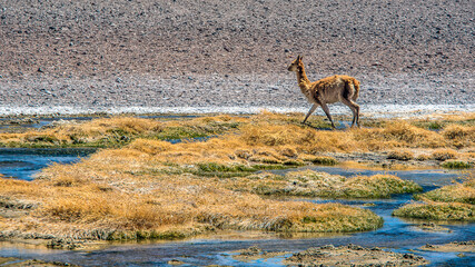 Desert du Atacama en Chili