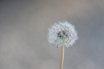 Close up of a dandelion flower on a bokeh background . Horizontal image