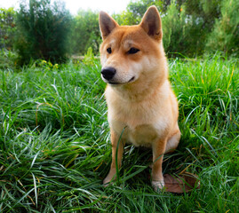 Naklejka na ściany i meble Shiba Inu puppy looks like a little fox