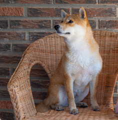 Shiba Inu puppy looks like a little fox