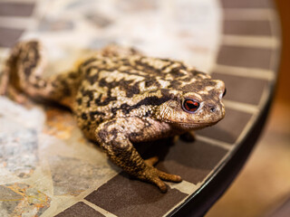 Reed toad sits on the table