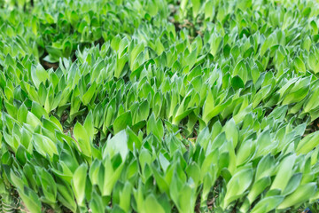 Dense green leaves rich bamboo，Dracaena sanderiana Sander