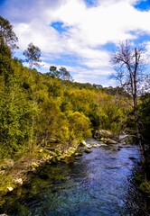 river in the forest