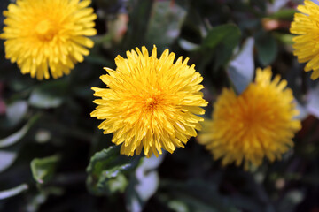 Infiorescenza del Tarassaco Taraxacum fiore giallo © mauro tombolini