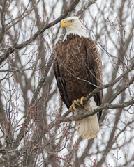 Close up of wild Bald Eagle in tree