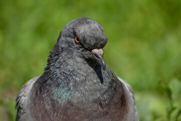 pigeon in the park