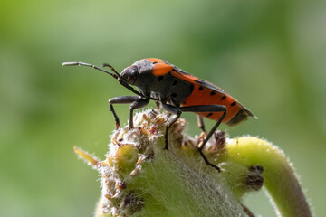 Small Milkweed Bug extreme close up side view