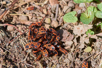Gemeine Feuerwanze (Pyrrhocoris apterus) im Frühjahr