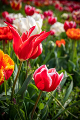 A colorful explosion of variegated tulips in a green field. Feeling Springtime.