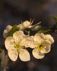 Fototapeta na wymiar White Apple Flowers on blurred background. Warm light