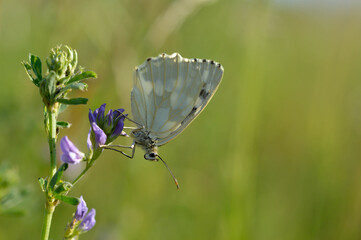 Marbled white, black and white butterfly in the wild