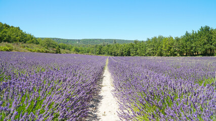 Fototapeta na wymiar Abbaye Notre-Dame de Sénanque church and purple lavender field on Corsica Island, France.