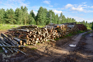 Piled pine tree logs  in forest. Stacks of cut wood. Wood logs, timber logging, industrial destruction. Forests illegal Disappearing. Environmetal concept, illegal deforestation and ecology