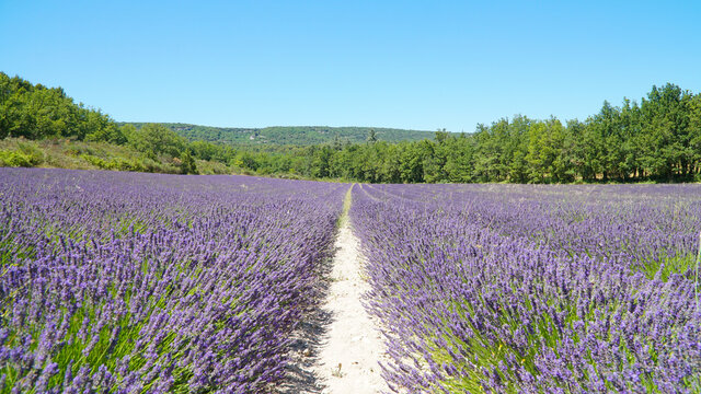 Abbaye Notre-Dame de S&eacute;nanque church and purple lavender field on Corsica Island, France.