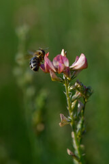 Bee working on a pink wildflower in nature close up