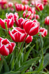 Red tulips with white streaks and vivid green leaves in a field. Springtime concept.