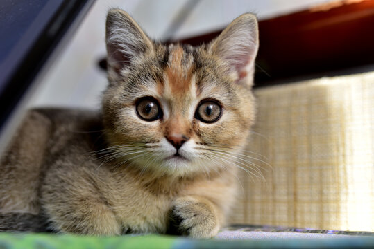 Small kitten of the British chinchilla breed. Little baby cat playing. Family cats and domestic kittens concept. Babycat