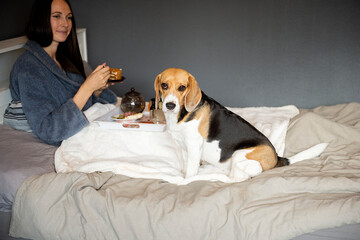 dog beagle sitting on the bed, in the background a woman eats breakfast cake in the bedroom of the house