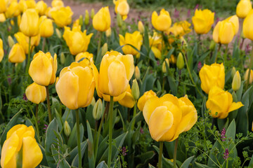 Beautiful spring field with yellow gold tulips. Spring concept.
