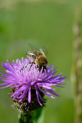 Bee on a purple prickly plan close up, macro