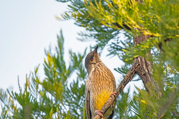 red wattlebird on a tree before sunset