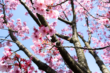 Sakura tree, branches and flowers. Close-up sakura tree. Sakura trees in the Botanical Park. Colorful flowers.