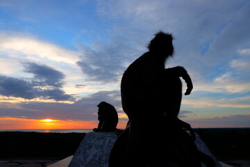 Silvered leaf monkey in pairs silhouette 