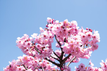 Close-up sakura flowers. Sakura tree in April. Sakura in the botanical park. The hues of nature and flowers. Selective focus.