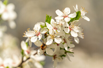Kirschpflaume - Bl&uuml;ten im Fr&uuml;hjahr mit Biene