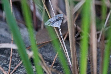 grey moth on a grass