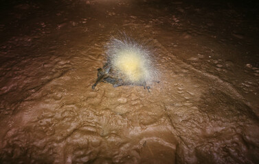 Cave inhabitants. Bat died and on her corpse grew big silvery mold fungi. Speleobios, Cave...