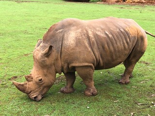 Obraz premium Rinoceronte