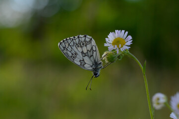 Marbled white, black and white butterfly in the wild, close up