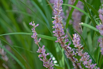purple flower - liriope muscari - lily turf