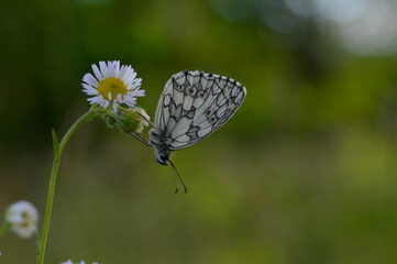 Marbled white, black and white butterfly in the wild, close up