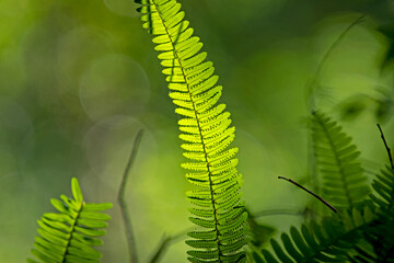 fern in backlight